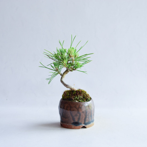 月冴（つかさ）さん 黒松 ミニ盆栽 自作鉢 盆栽 樹と花と 通販