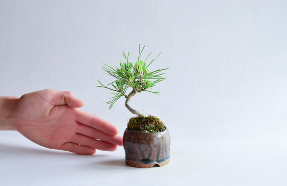 月冴（つかさ）さん 黒松 ミニ盆栽 自作鉢 盆栽 樹と花と 通販