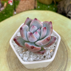 新品種高級苗】超人気 ストロベリーアーモンド 多肉植物 厳選韓国苗