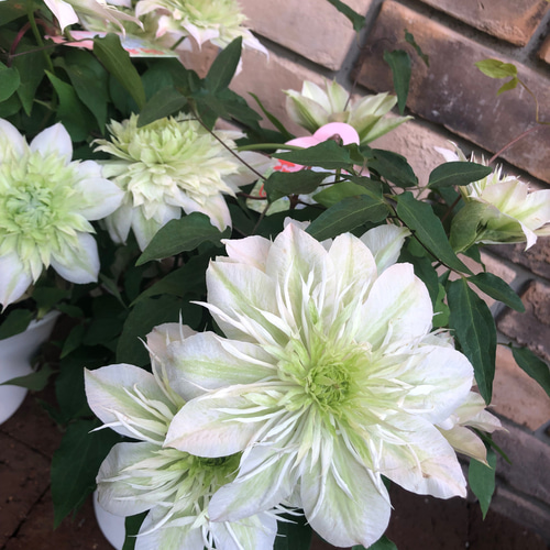 花苗＊クレマチス「花園」値下げしました。 その他素材 Comu＊Garden