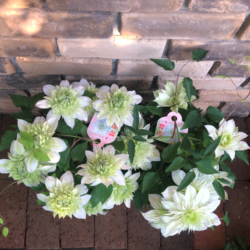 花苗＊クレマチス「花園」値下げしました。 その他素材 Comu＊Garden