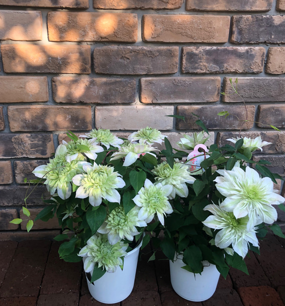 花苗＊クレマチス「花園」値下げしました。 その他素材 Comu＊Garden