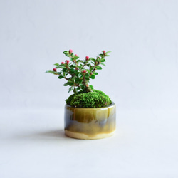 ❁︎実に変化中❁明翔（あすか）さん  ベニシタン　ミニ盆栽　自作鉢 2枚目の画像