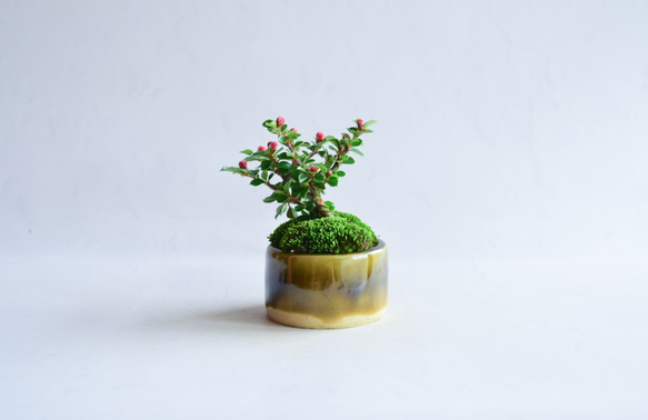 ❁︎実に変化中❁明翔（あすか）さん  ベニシタン　ミニ盆栽　自作鉢 2枚目の画像