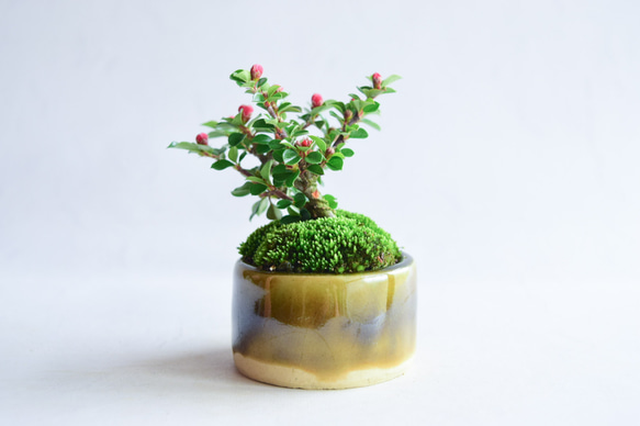 ❁︎実に変化中❁明翔（あすか）さん  ベニシタン　ミニ盆栽　自作鉢 3枚目の画像