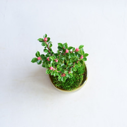 ❁︎実に変化中❁明翔（あすか）さん  ベニシタン　ミニ盆栽　自作鉢 4枚目の画像