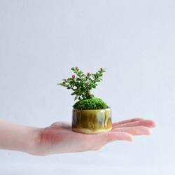 ❁︎実に変化中❁明翔（あすか）さん  ベニシタン　ミニ盆栽　自作鉢 1枚目の画像