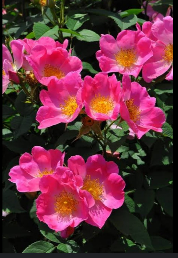 薔薇オールドローズガリカ【コンプリカータ⠀】明るいウエーブしたピンクに中心白 黄色い雄蕊が美しい ボーダーガーデンにも 1枚目の画像