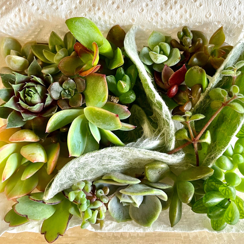 多肉植物 普及種カット苗詰め合わせ 初心者様向け