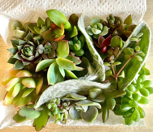 【多肉植物カット苗】初心者様応援価格にて♡ 多肉植物 カット苗 詰め合わせ 【公式通販】