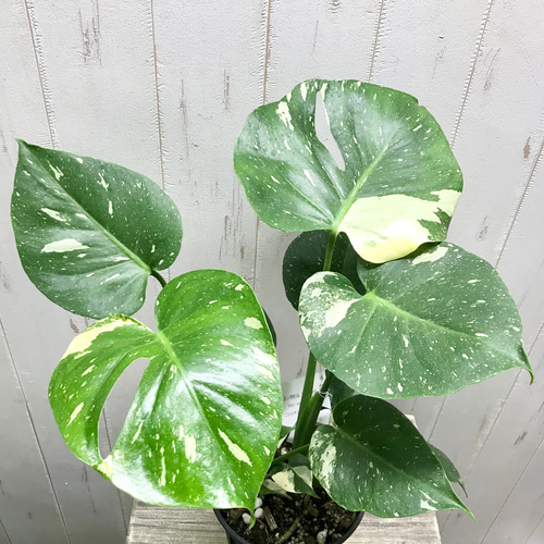 観葉植物　斑入りモンステラ 状態良好♡ 2株植え！ 斑入り モンステラ 9 | PLANTS SHOP OLIVE