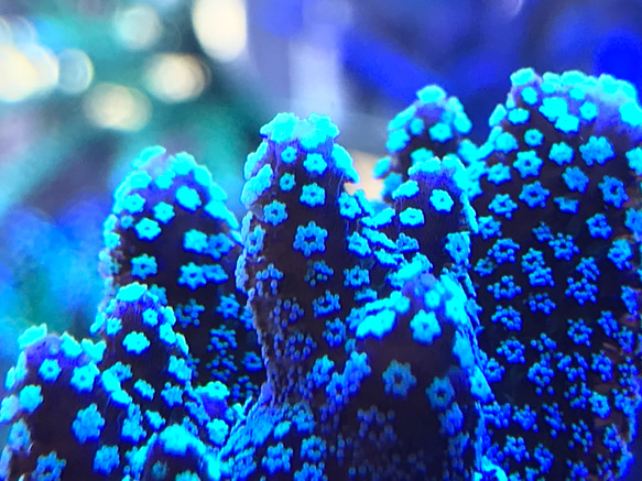 コーラル★アロマストーン　天然珊瑚のディフューザー 7枚目の画像