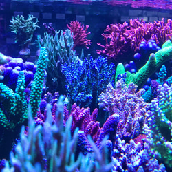 コーラル★アロマストーン　天然珊瑚のディフューザー 10枚目の画像