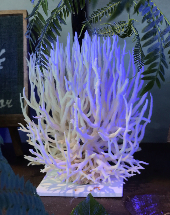 コーラル★アロマストーン　天然珊瑚のディフューザー 5枚目の画像