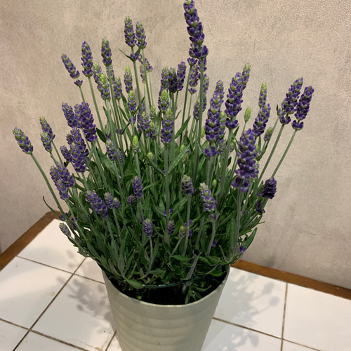 イングリッシュラベンダー ❤️ブルースピアー 5号鉢 多肉植物