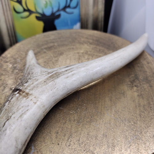 ロ*ン様 43本　鹿の角　良質　アクセサリー　パーツ素材　② 楽天市場】鹿の角 5cm前後を100g分セット アクセサリー用 パーツ