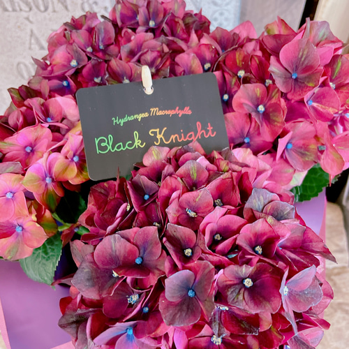 ラスト！かっこいい♡【アンティークダークレッド系あじさい】素敵な