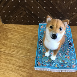 見上げる柴犬❣️ 3枚目の画像