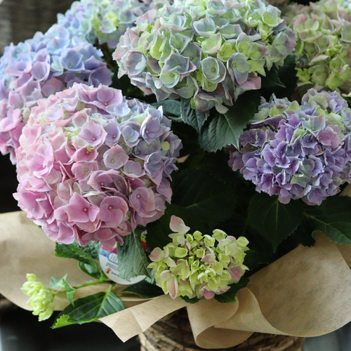 虹のような花色❤︎カゴ付き♪あじさいハイリバーオーロラ/母の日