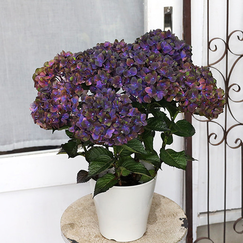鉢花 アジサイ マジカルチョコレート 5号 紫陽花 秋色
