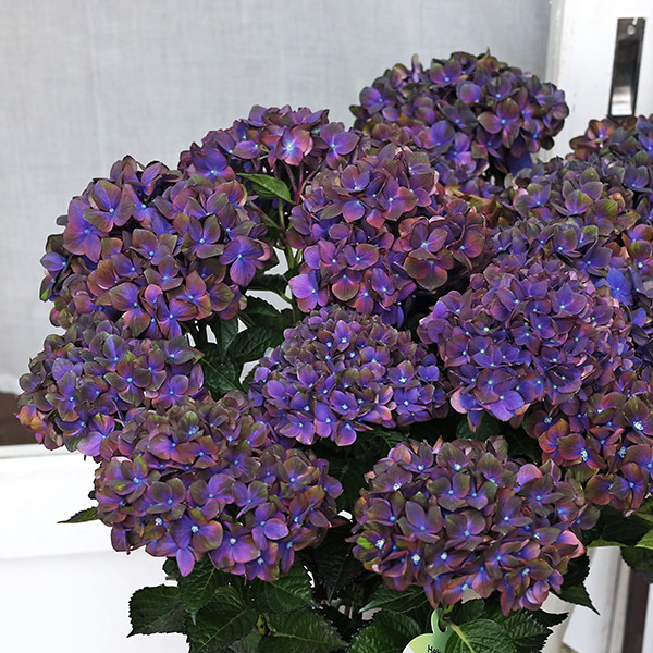 【特選】　アジサイ　マジカルチョコレート　5寸1種4鉢　紫陽花