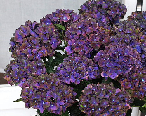 【特選】　アジサイ　6寸1種2鉢 マジカルチョコレート　紫陽花 人気！再入荷！アジサイ マジカルチョコレート6寸○2022年新色