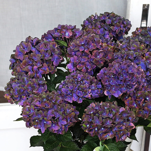 鉢花 アジサイ マジカルチョコレート 5号 紫陽花 秋色