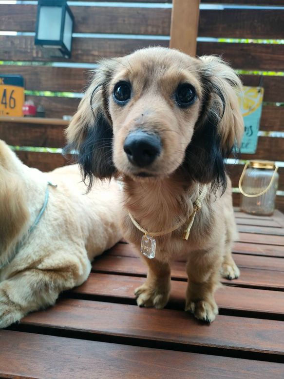 名前入り】パラコードのドッグチョーカー☆大型犬＆中型犬＆小型犬用