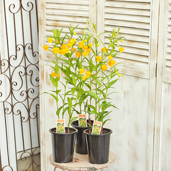 花鉢 サンダーソニア オーランティアカ 4号 オレンジ ベル型 宿根草