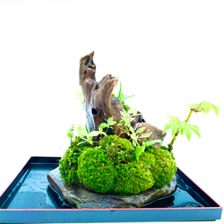 苔　苔盆景　苔盆栽　極楽鳥とお地蔵さん 8枚目の画像