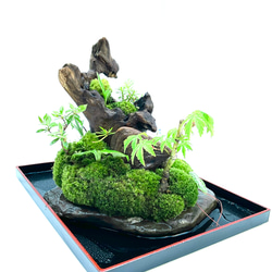苔　苔盆景　苔盆栽　極楽鳥とお地蔵さん 16枚目の画像