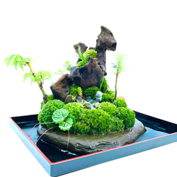 苔　苔盆景　苔盆栽　極楽鳥とお地蔵さん 3枚目の画像