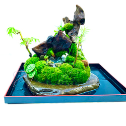 苔　苔盆景　苔盆栽　極楽鳥とお地蔵さん 13枚目の画像