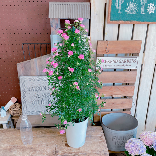 入荷しました!八重咲きミニバラ♡まいひめ【毎年楽しめる可愛い 入荷しました!八重咲きミニバラ♡まいひめ【毎年楽しめる可愛い