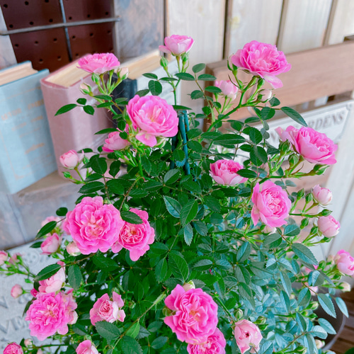 入荷しました！八重咲きミニバラ♡まいひめ【毎年楽しめる可愛い小輪