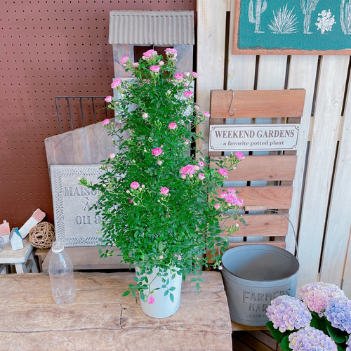 入荷しました！八重咲きミニバラ♡まいひめ【毎年楽しめる可愛い小輪