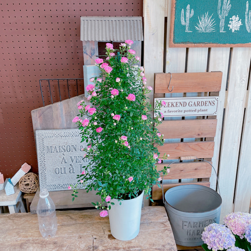 入荷しました！八重咲きミニバラ♡まいひめ【毎年楽しめる可愛い小輪