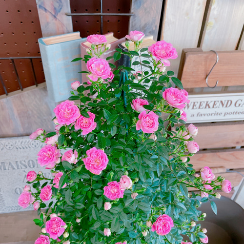 ❤アンティーク加工  教会と、ピンクのミニ薔薇のミニオブジェ 入荷しました！八重咲きミニバラ♡まいひめ【毎年楽しめる可愛い小輪