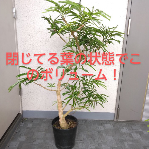 送料無料・一部地域除く】【現品】②エバーフレッシュ曲がり 沖縄大型