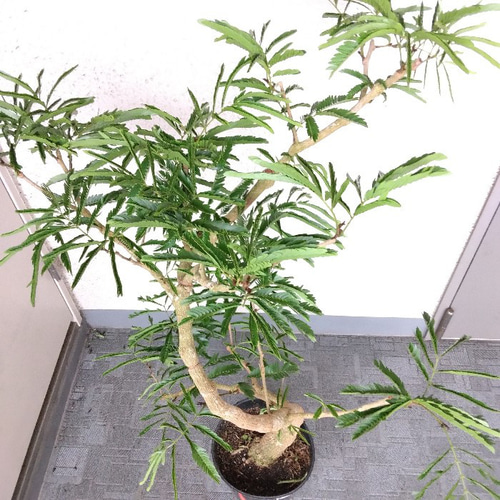②エバーフレッシュ曲がり❗️大型観葉植物！高150◎！樹形綺麗！ボリューム◎ 送料無料・一部地域除く】【現品】②エバーフレッシュ曲がり 沖縄大型
