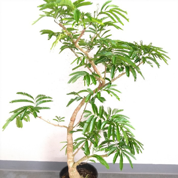 ②エバーフレッシュ曲がり❗️大型観葉植物！高150◎！樹形綺麗！ボリューム◎ 送料無料・一部地域除く】【現品】②エバーフレッシュ曲がり 沖縄大型