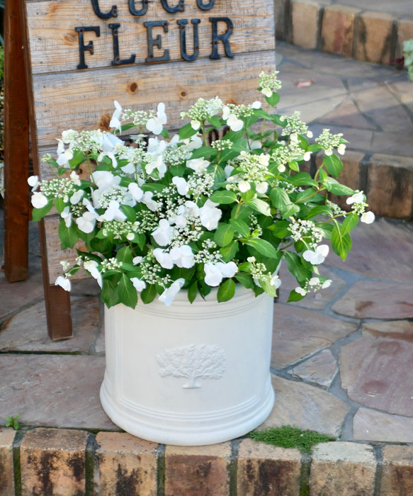 大株】ブライダルシャワー 6号鉢 紫陽花 ラグランジア 送料無料