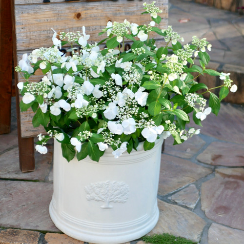 アジサイ　ラグランジアン　ブライダルシャワー　鉢40*40センチ花苗木 PW ラグランジア ブライダルシャワー 7号角鉢｜鉢花04-PA | 花木