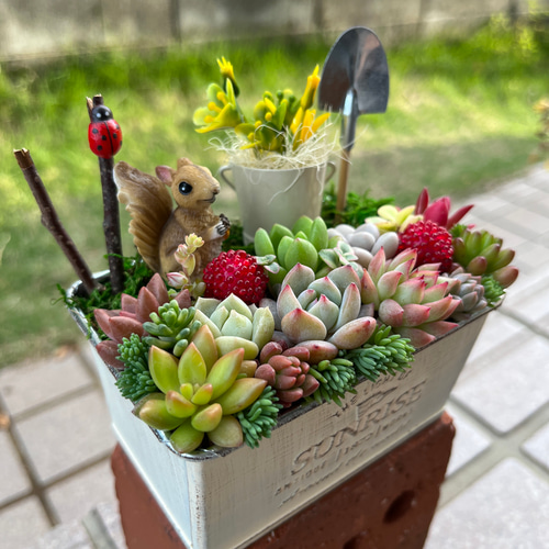 ❤️多肉植物❤️そのまま飾れる寄せ植え❤️2点セット