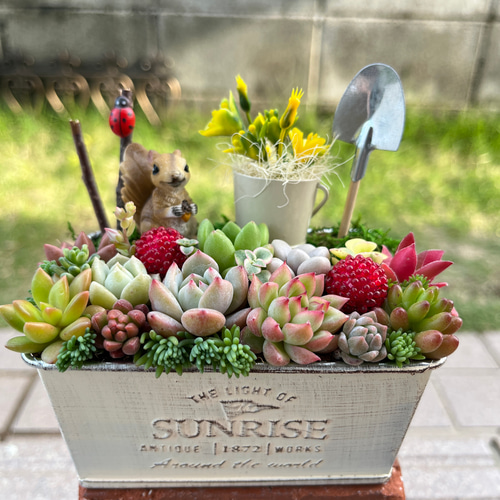 ☆送料無料☆♡そのまま飾れる♡リスちゃんのガーデン♬多肉植物