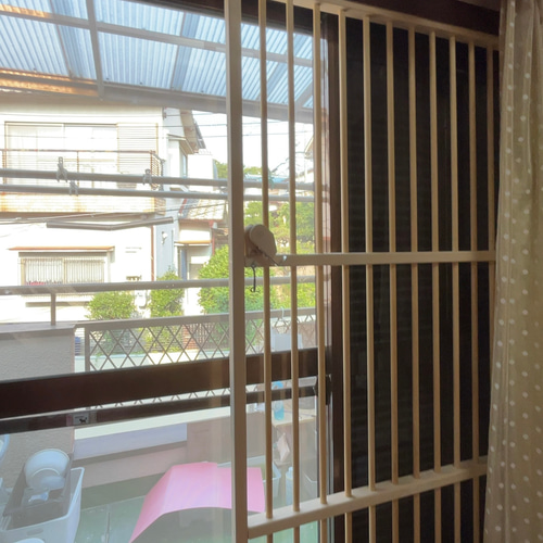 にゃんこ＊夏＊窓の外より にゃんこ＊夏＊窓の外より