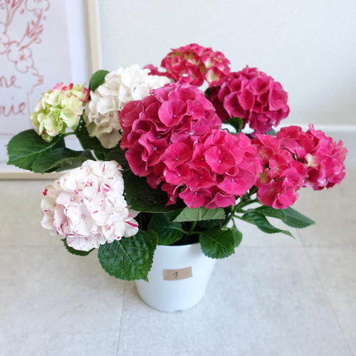 アジサイ 寿 紫陽花 苗 苗木 母の日 プレゼント 花 ギフト その他
