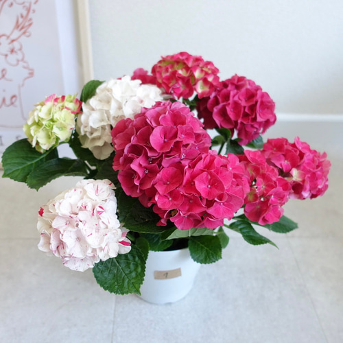 アジサイ 寿 紫陽花 苗 苗木 母の日 プレゼント 花 ギフト