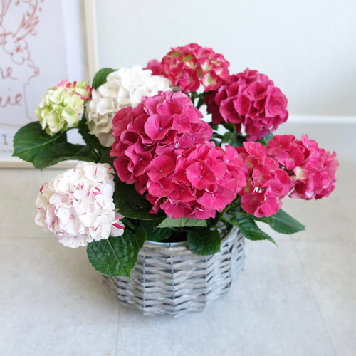 アジサイ 寿 紫陽花 苗 苗木 母の日 プレゼント 花 ギフト その他
