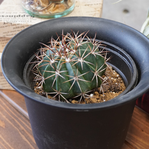 花冠をつけるレア種！メロカクタス アズレウス5号◇サボテン ギフト 
